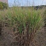 Cortaderia selloana Blatt