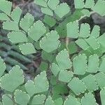 Adiantum tenerum Fruit