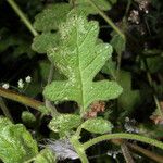 Phacelia ramosissima Liść