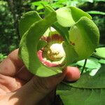 Mkilua fragrans Flower