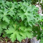 Geranium ibericum Лист