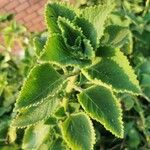 Plectranthus amboinicus Foglia