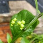 Solanum americanum Frucht