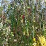 Callistemon viminalis Hoja