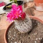 Mammillaria hahnianaFiore