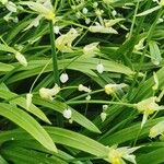 Allium paradoxum 花