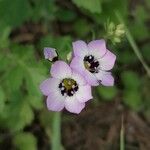 Gilia tricolor Цвят