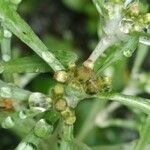 Gnaphalium uliginosum Flower