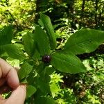 Vaccinium membranaceum Frutto