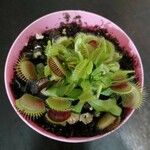 Dionaea muscipulaLeaf