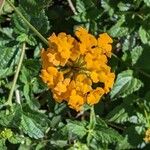 Lantana horrida Flower