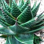 Aristaloe aristata cv. 'Cosmo' Агульны выгляд