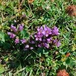 Gentianella ramosa Flor