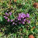 Gentianella ramosaFlower