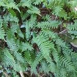 Polypodium vulgare Агульны выгляд