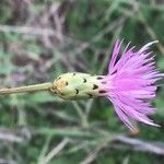 Mantisalca salmantica Flor