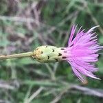 Mantisalca salmantica Flower