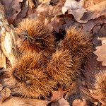 Castanea sativa 果