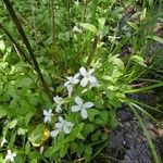 Cardamine bulbosa 花