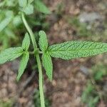 Cedronella canariensis Leaf