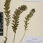 Stellera chamaejasme Other