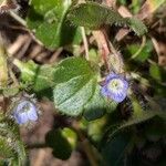 Veronica hederifolia ফুল