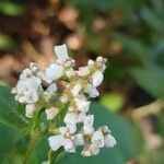 Koenigia campanulata Flower