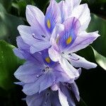 Pontederia crassipes Цвят