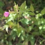 Oenothera rosea Квітка