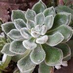 Echeveria setosaЛіст