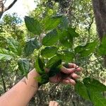 Casearia decandra Hoja