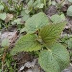 Lamium album Blad