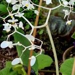 Begonia acida Blomst
