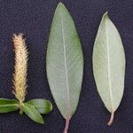 Salix daltoniana موطن