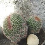 Mammillaria zeilmanniana موطن