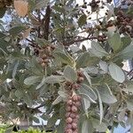 Conocarpus erectus Levél