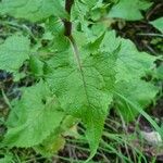 Lactuca alpina Blad