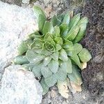 Draba jorullensis Leaf