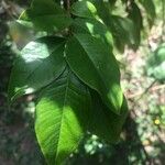 Plinia cauliflora Лист