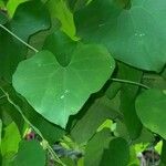 Aristolochia littoralis Likasa