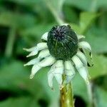 Taraxacum campylodes 葉