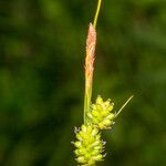 Carex pallescens Fruto