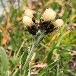 Antennaria carpatica Flower