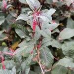 Fuchsia triphylla برگ