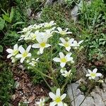 Saxifraga hostii Blomma