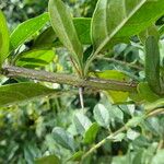 Duranta mutisii Leaf