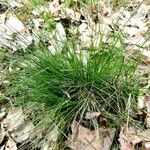 Festuca heterophylla Hoja