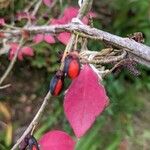 Euonymus alatusList