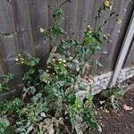 Sonchus oleraceus Costuma