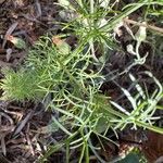 Nigella hispanica Листок